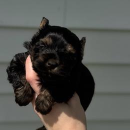 Little Miss Fancy - Black and tan female Yorkshire Terrier puppy in Hope, Indiana from DJ Yorkies