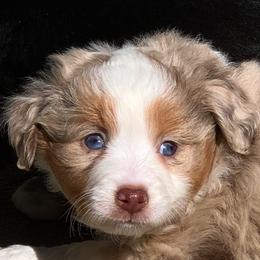 Miniature American Shepherds, Miniature Australian Shepherds, and Toy Australian Shepherds from Fetching Toy Aussies