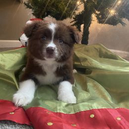 Rosie - Red tri female Miniature Australian Shepherd puppy in Brookshire, Texas from P's Aussies