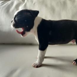 Boston Terrier Puppies from Little Daemons Boston Terriers