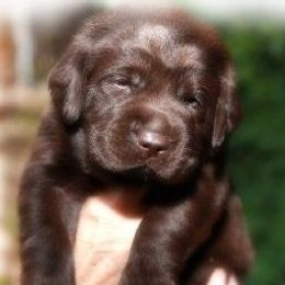 Labrador Retriever Puppies from Tru-Heart Labradors