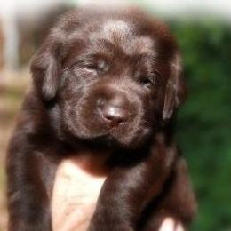 Labrador Retriever Puppies from Tru-Heart Labradors