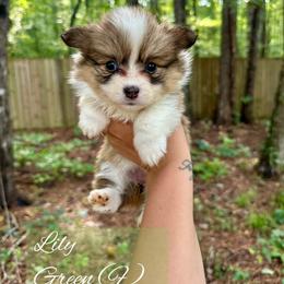 Lily - Red female Pembroke Welsh Corgi puppy in White, Georgia from Royal Diamond Corgis