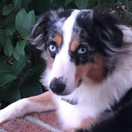 Miniature American Shepherds from Karen Raymond's Miniature American Shepherds