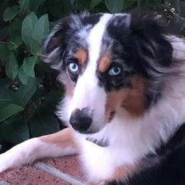 Miniature American Shepherds from Karen Raymond's Miniature American Shepherds