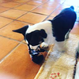 American Corgi, Cardigan Welsh Corgi, and Pembroke Welsh Corgi Puppies from Enok Corgis