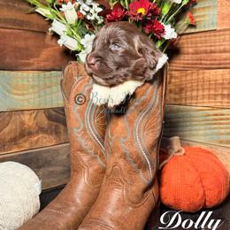Dolly - White and brown female Newfoundland puppy in Tully, New York from Bear Paw Newfoundlands
