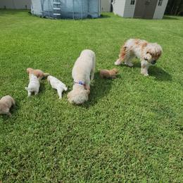 Goldendoodle Puppies from Costa's Curly Canines