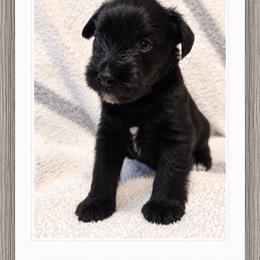 Cash - Black male Miniature Schnauzer puppy in Summerfield, Florida from M & M Schnauzers