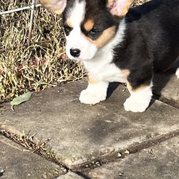 Cardigan Welsh Corgi Puppies from Fairy Tail Cardigan Welsh Corgi's