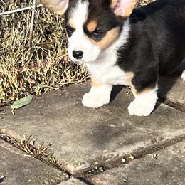 Cardigan Welsh Corgi Puppies from Fairy Tail Cardigan Welsh Corgi's