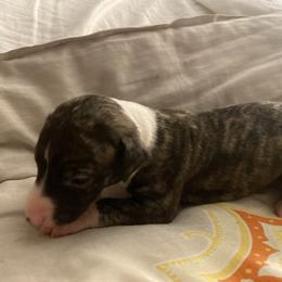 Isabel - White and fawn brindle female Whippet puppy in Kingston, Tennessee from Smithfield Park