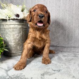Kian - Red male Irish Doodle puppy in Hammond, Wisconsin from Queen of the Hill Puppies