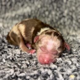 Ember - Red merle female Miniature Australian Shepherd puppy in Michie, Tennessee from Acton Aussies