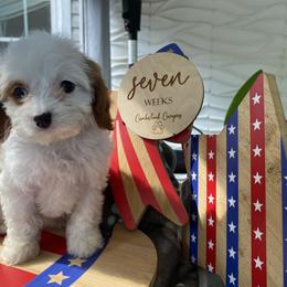 Ember - Blenheim female Cavapoo puppy in Fayetteville, North Carolina from Cumberland Cavapoos