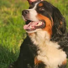 Ella - Bernese Mountain Dog