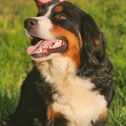 Ella - Bernese Mountain Dog