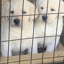 "Puppies from prior litter" Labrador Retriever Puppies from Clark’s Labrador Retrievers