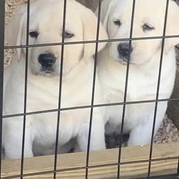 "Puppies from prior litter" Labrador Retriever Puppies from Clark’s Labrador Retrievers