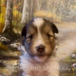 Buttons - Sable and white female Shetland Sheepdog puppy in Idaho from Bellissimo Shelties
