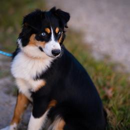 Miniature American Shepherd and Miniature Australian Shepherd All Grown Up from Impression Dogs