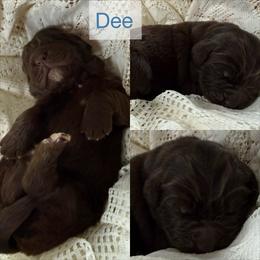 Dee - Brown female Newfoundland puppy in Goodhue, Minnesota from Claypits Newfoundlands