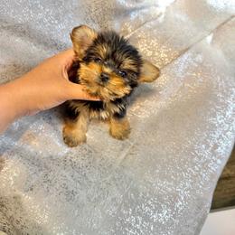 Buttercup - Black and tan female Yorkshire Terrier puppy in Burleson, Texas from BabydollYorkiesofTexas