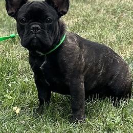 Veeta - French Bulldog