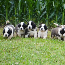 Saint Bernard Puppies from Atkinson Saint Bernards