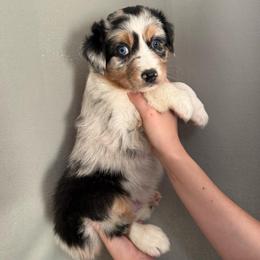 Cerberus - Blue merle male Australian Shepherd puppy in Weeki Wachee, Florida from Ace of Spades Australian Shepherds