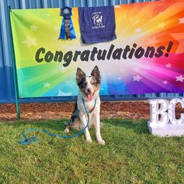 Border Collies, Golden Retrievers, and Sporty Mixes from Kreger's K9s