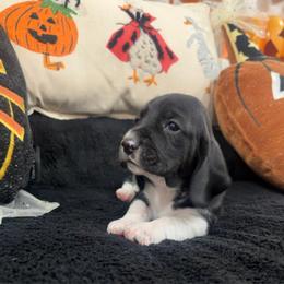 Émile - Black and white male Basset Hound puppy in Lubbock, Texas from Hound House