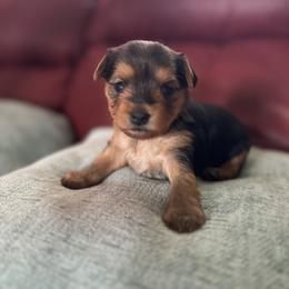 Yorkshire Terrier Puppies from CDA Heavenly Yorkies