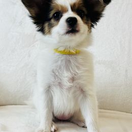 Papillon Puppies from Limited Run Papillons
