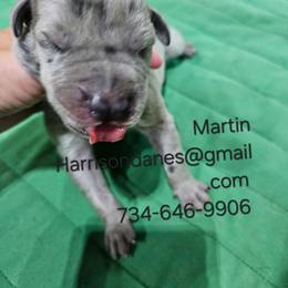 Martin - Merle male Great Dane puppy in Grass Lake, Michigan from Harrison Danes