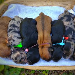 Companion Cross, Mal-Shi, Maltese, Maltipoo, Morkie, and Shih Tzu Puppies from Seeking Shalom Acres Maltese, Maltipoos & Havamalts