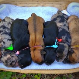 Companion Cross, Mal-Shi, Maltese, Maltipoo, Morkie, and Shih Tzu Puppies from Seeking Shalom Acres Maltese, Maltipoos & Havamalts