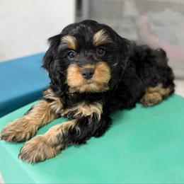 Maxine doggy door trained - Black and tan female Cavapoo puppy in Wamego, Kansas from Doodles of Oz