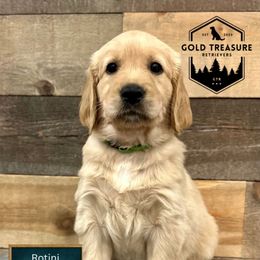 Rotini - Golden female Golden Retriever puppy in Star, Idaho from Gold Treasure Retrievers