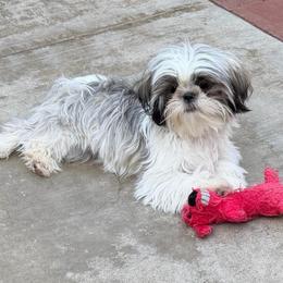 Sandy - Brindle and white female Shih Tzu puppy in Victorville, California from RUMBLE n TUMBLE