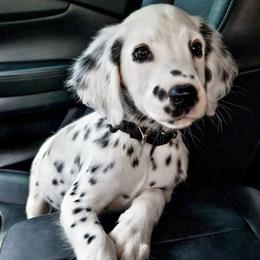 Ace, LUA, long coat - White and black male Dalmatian puppy in Gray, Georgia from Fuller Spots