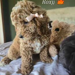 Bernedoodle and Goldendoodle Puppies from 4goldendoodles