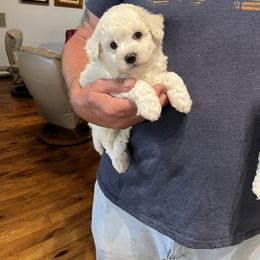Red boy - White male Bichon Frise puppy in Wilmington, North Carolina from Cape Fear Bichons