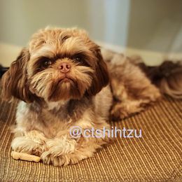 Sir Snickers - Shih Tzu