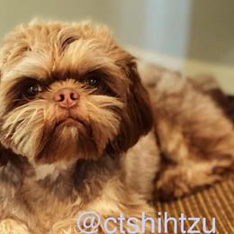 Sir Snickers - Shih Tzu