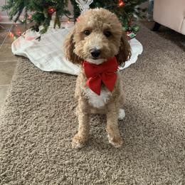 Ruby - Goldendoodle