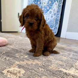 Lillian - Red female Cavapoo puppy in Beresford, South Dakota from DAKOTA DOOD RANCH