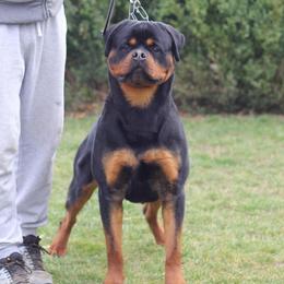 Rock - Rottweiler