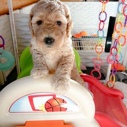 Goldendoodle Puppies from Lundee Doodles