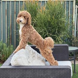 Goldendoodle Puppies from KZ Doodles